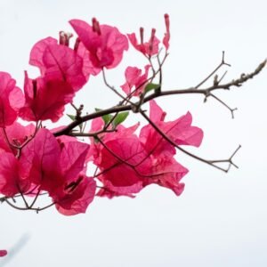 Healthy bougainvillea flowering plant from Siliguri local plant nursery