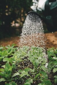 A watering can pouring water onto fresh green plant leaves.