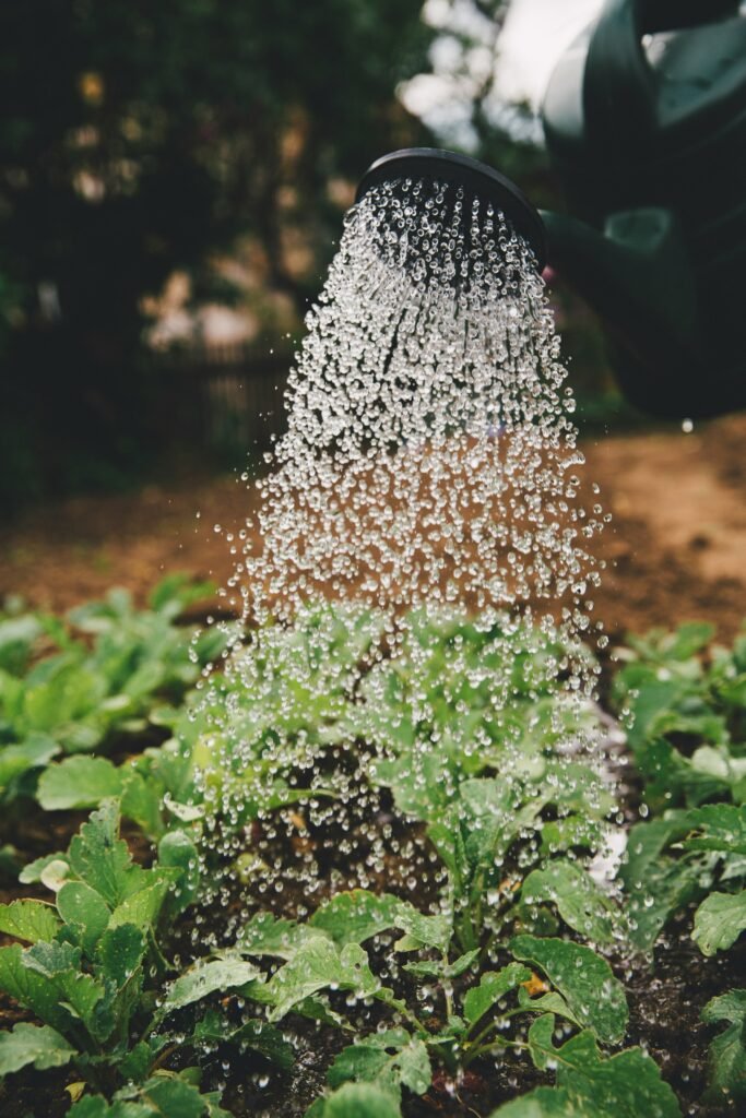 A watering can pouring water onto fresh green plant leaves.
