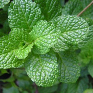 Fresh pudina mint plant sapling for kitchen gardening low price