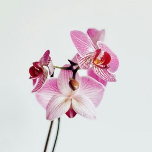 Purple ground orchid flowering plant for sale in Siliguri nursery