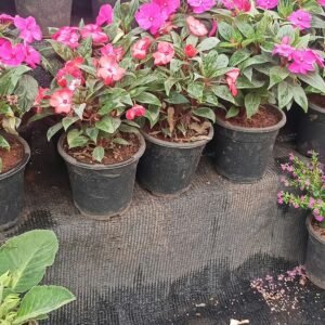 Cheap plastic seedling pots for home gardening and fresh plant growing local