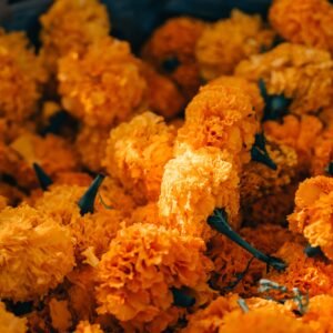 Indian marigold