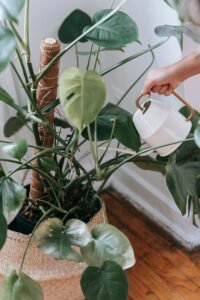 A hand pouring water gently onto the soil of an indoor plant.