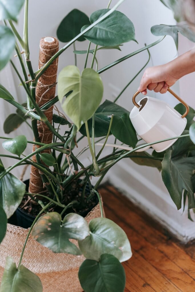A hand pouring water gently onto the soil of an indoor plant.