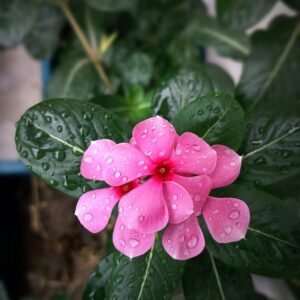 Cheap Nayantara flowering plant sapling from local Siliguri plant shop