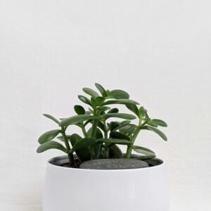 Low price tabletop jade plant in plastic pot for indoor home decor